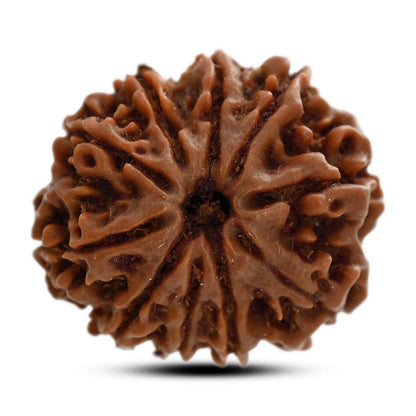 10 Mukhi Rudraksha (Nepal) 24.52 M.M.