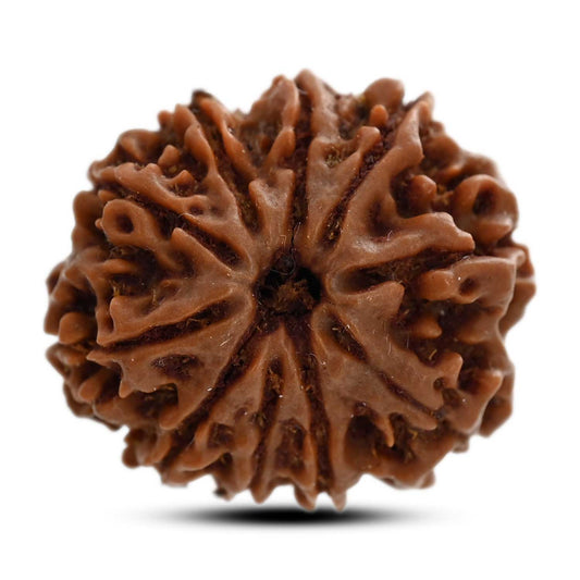 10 Mukhi Rudraksha (Nepal) 24.52 M.M.