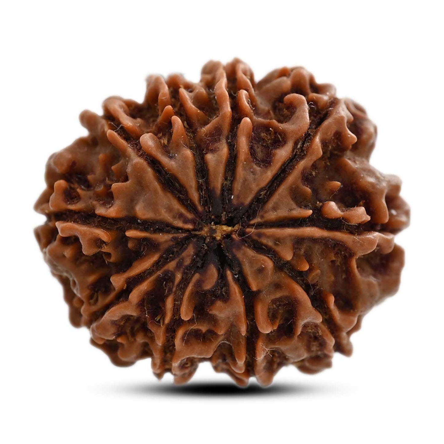 10 Mukhi Rudraksha (Nepal) 24.52 M.M.