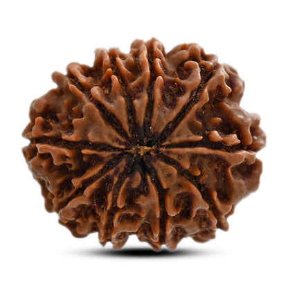 10 Mukhi Rudraksha (Nepal) 24.52 M.M.