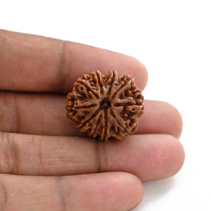 10 Mukhi Rudraksha (Nepal) 24.52 M.M.
