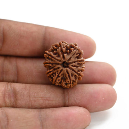 10 Mukhi Rudraksha (Nepal) 24.52 M.M.