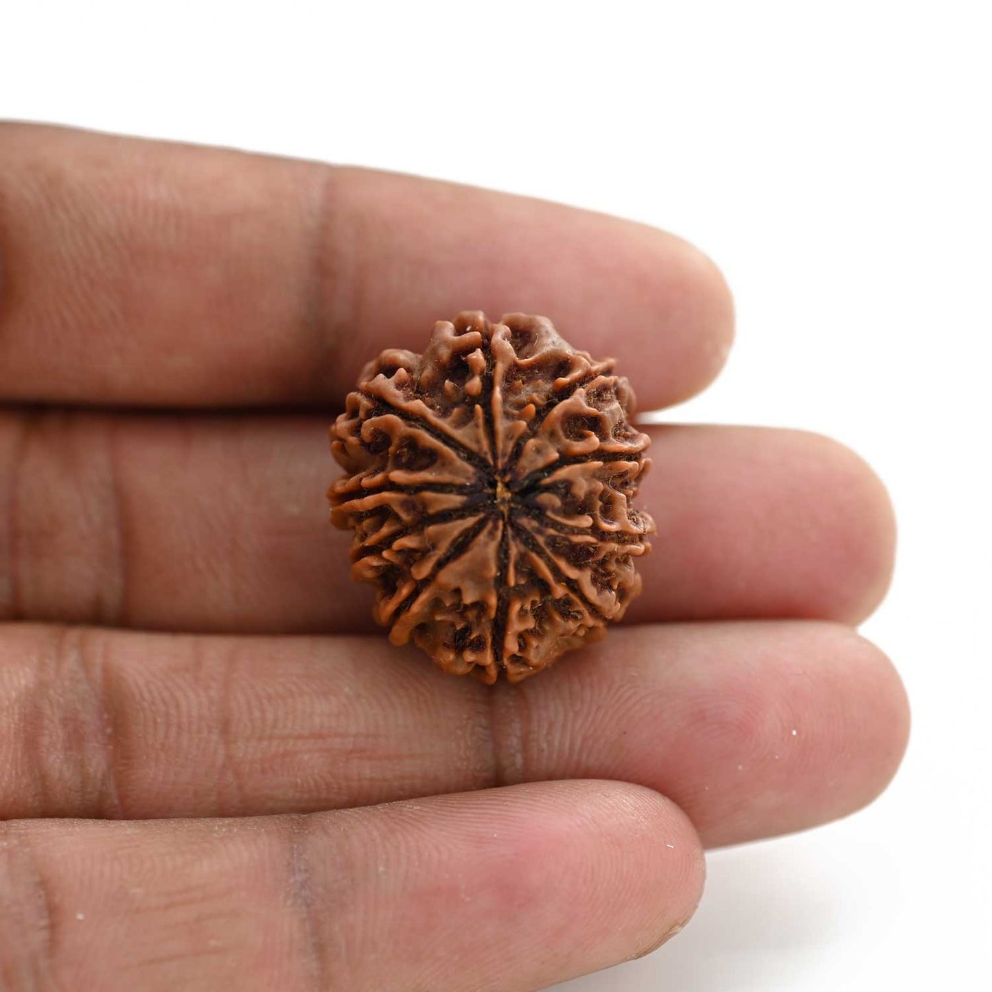 10 Mukhi Rudraksha (Nepal) 24.52 M.M.