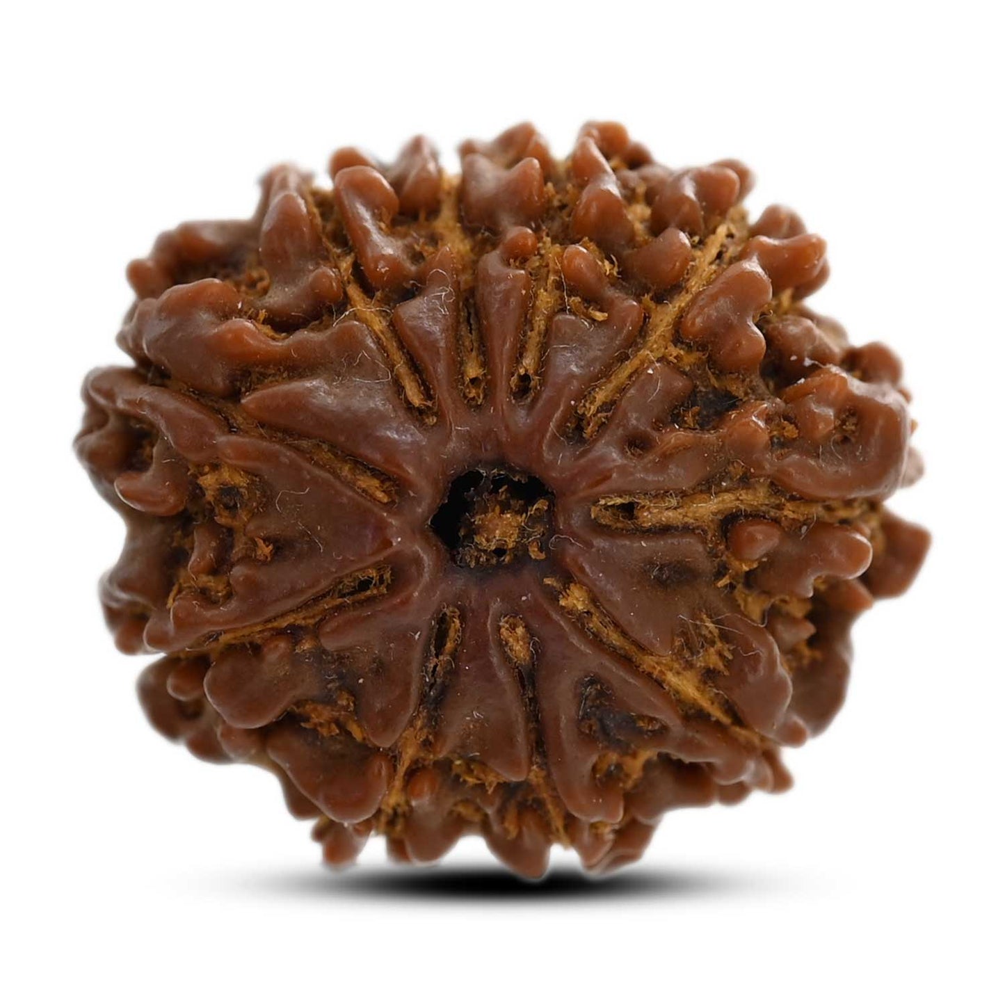 10 Mukhi Rudraksha (Nepal) 23.65 M.M.