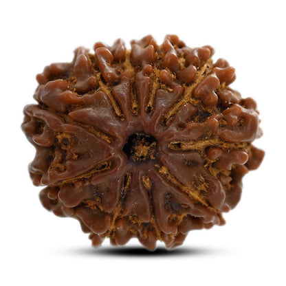 10 Mukhi Rudraksha (Nepal) 23.65 M.M.
