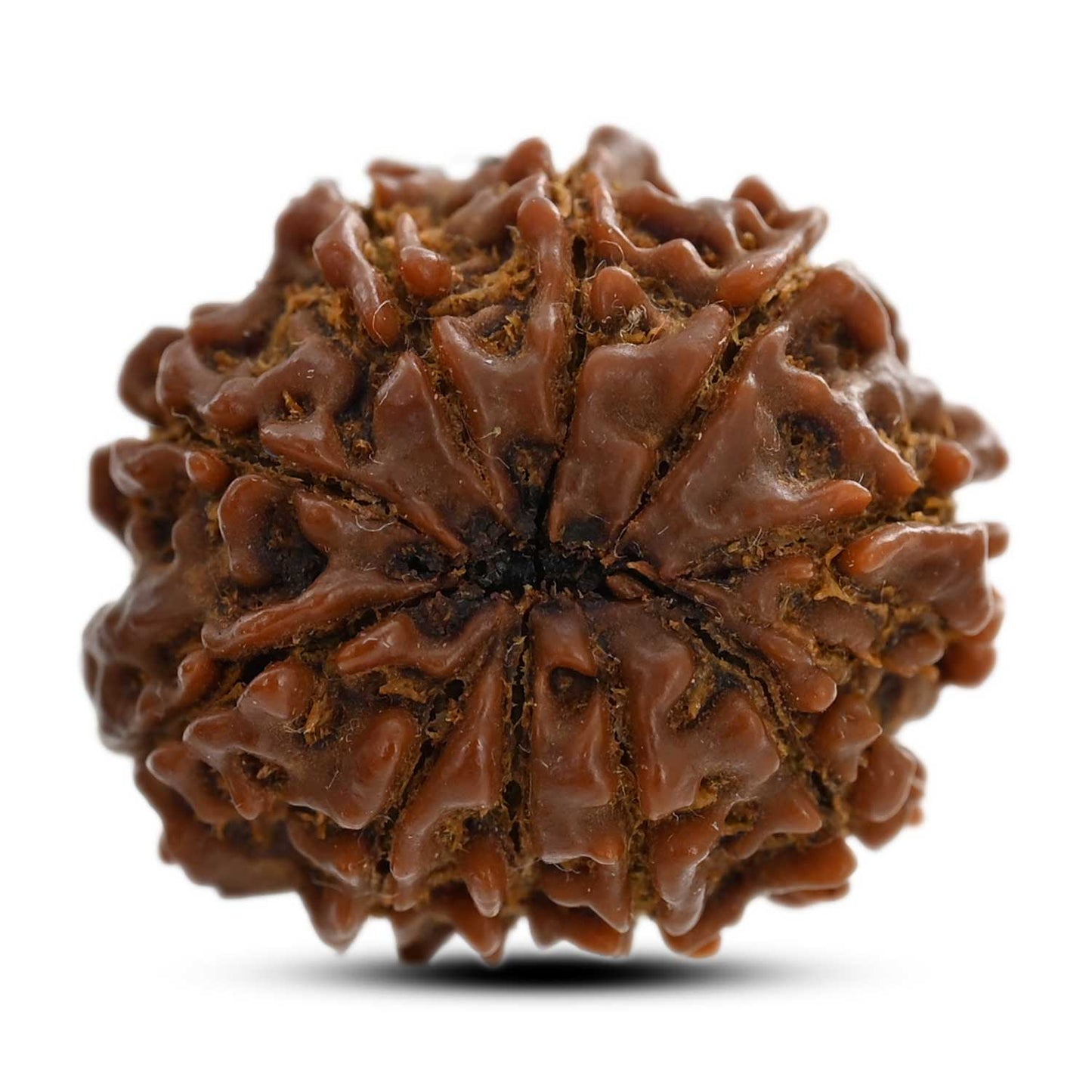 10 Mukhi Rudraksha (Nepal) 23.65 M.M.