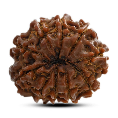 10 Mukhi Rudraksha (Nepal) 23.65 M.M.