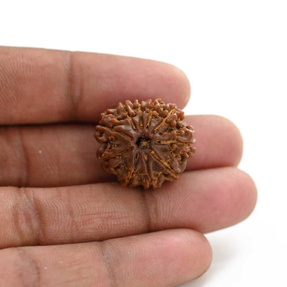 10 Mukhi Rudraksha (Nepal) 23.65 M.M.