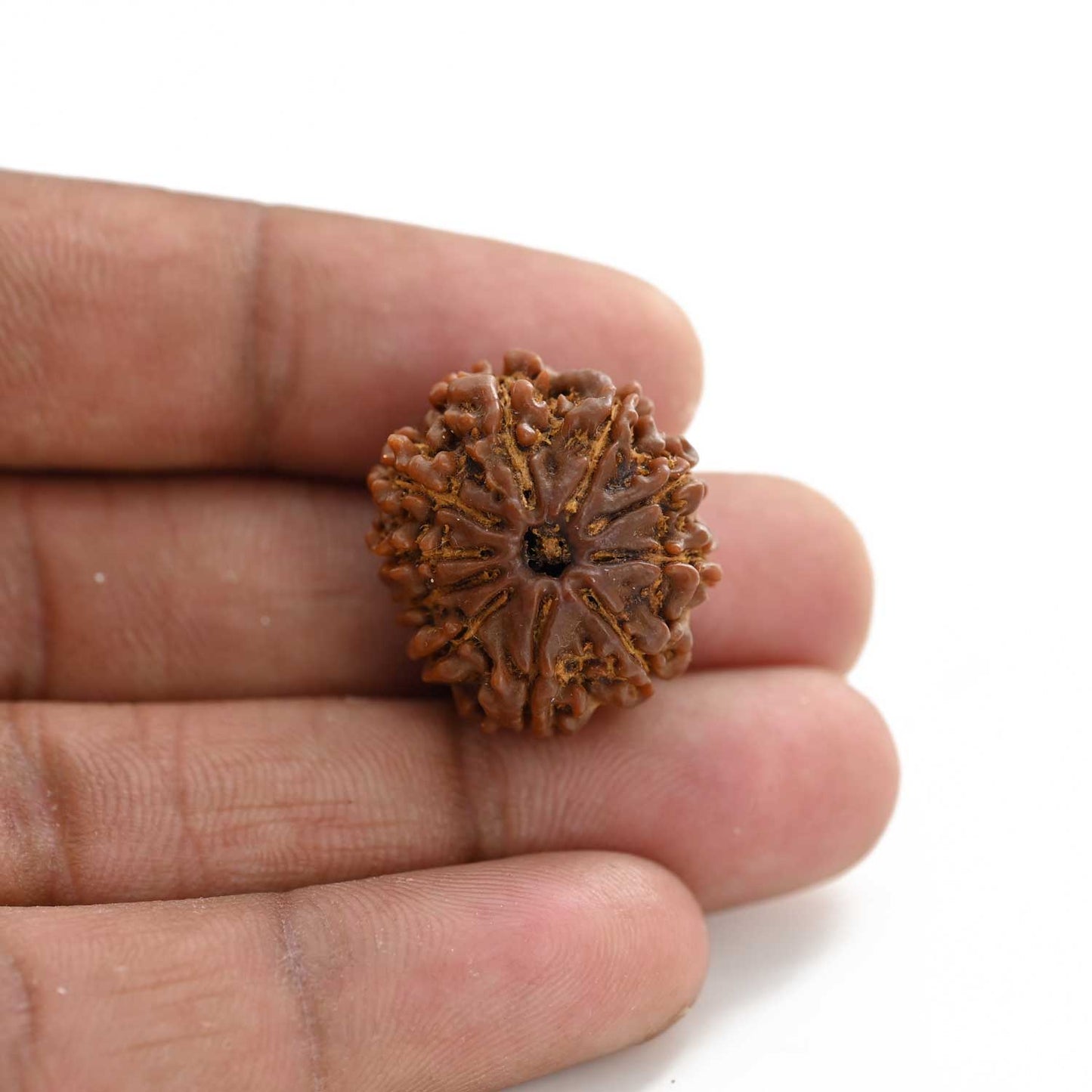 10 Mukhi Rudraksha (Nepal) 23.65 M.M.