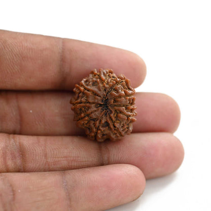 10 Mukhi Rudraksha (Nepal) 23.65 M.M.