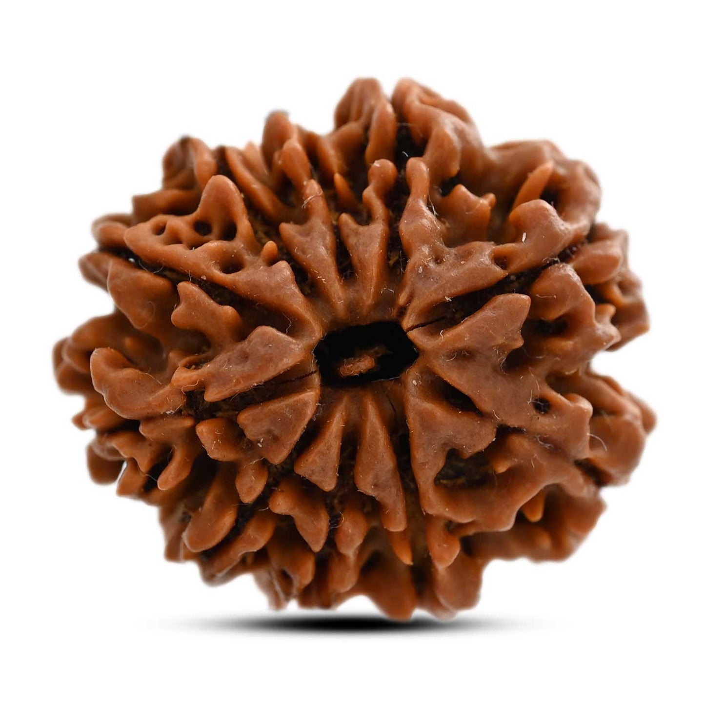 10 Mukhi Rudraksha (Nepal) 24.45 M.M.