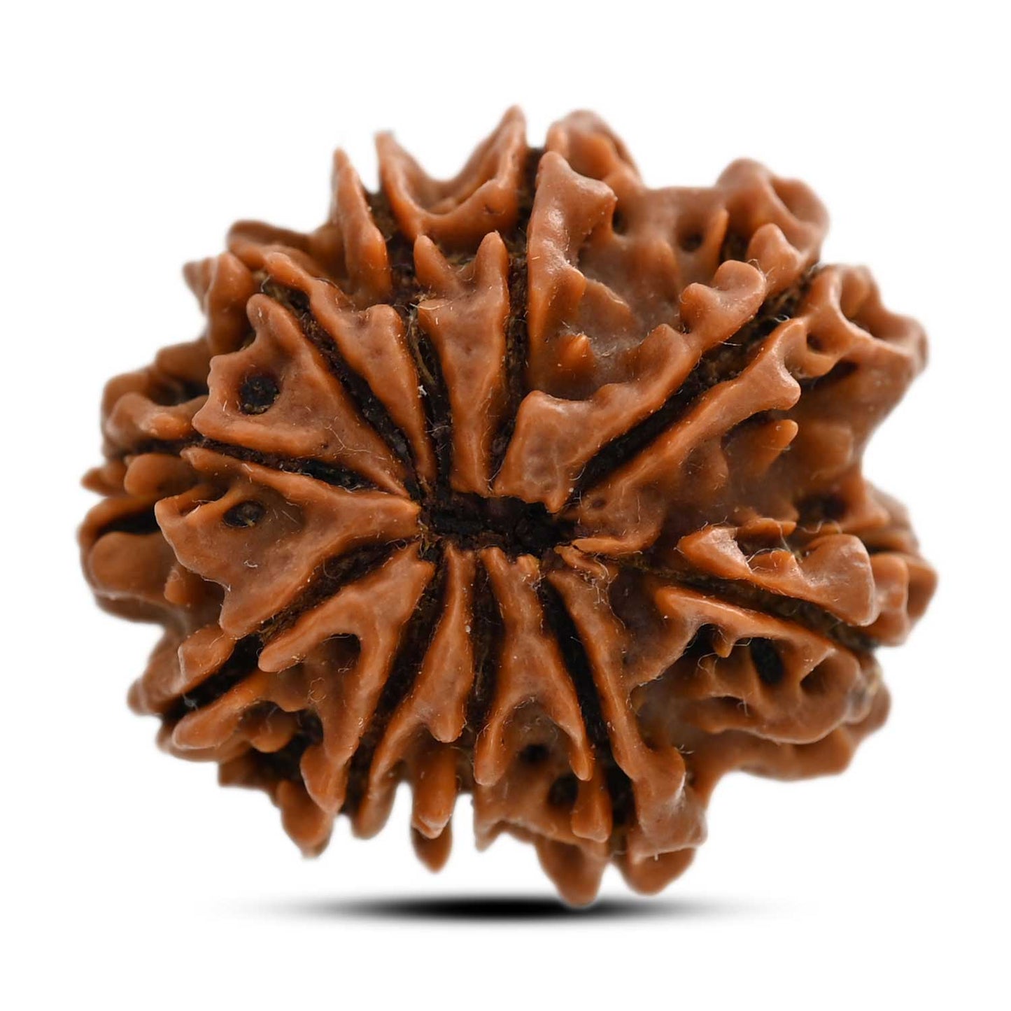 10 Mukhi Rudraksha (Nepal) 24.45 M.M.