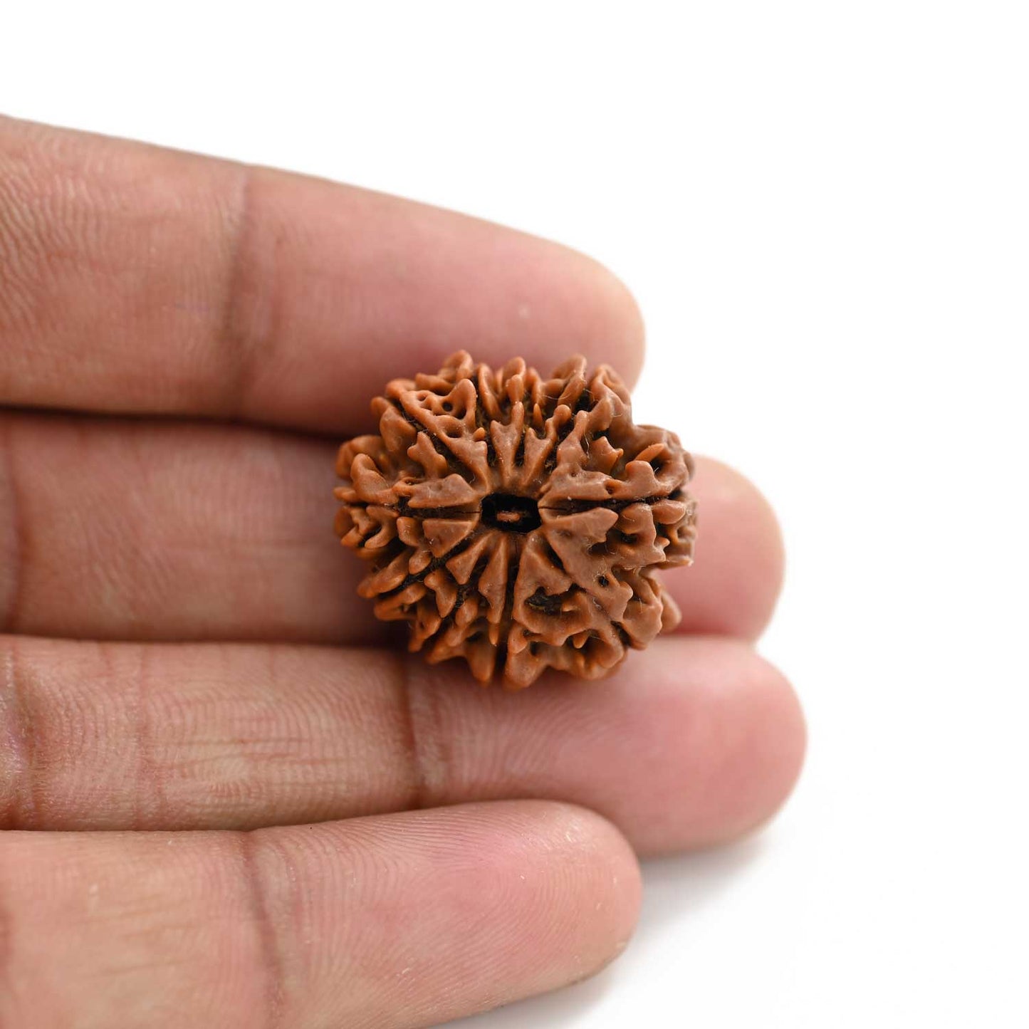 10 Mukhi Rudraksha (Nepal) 24.45 M.M.