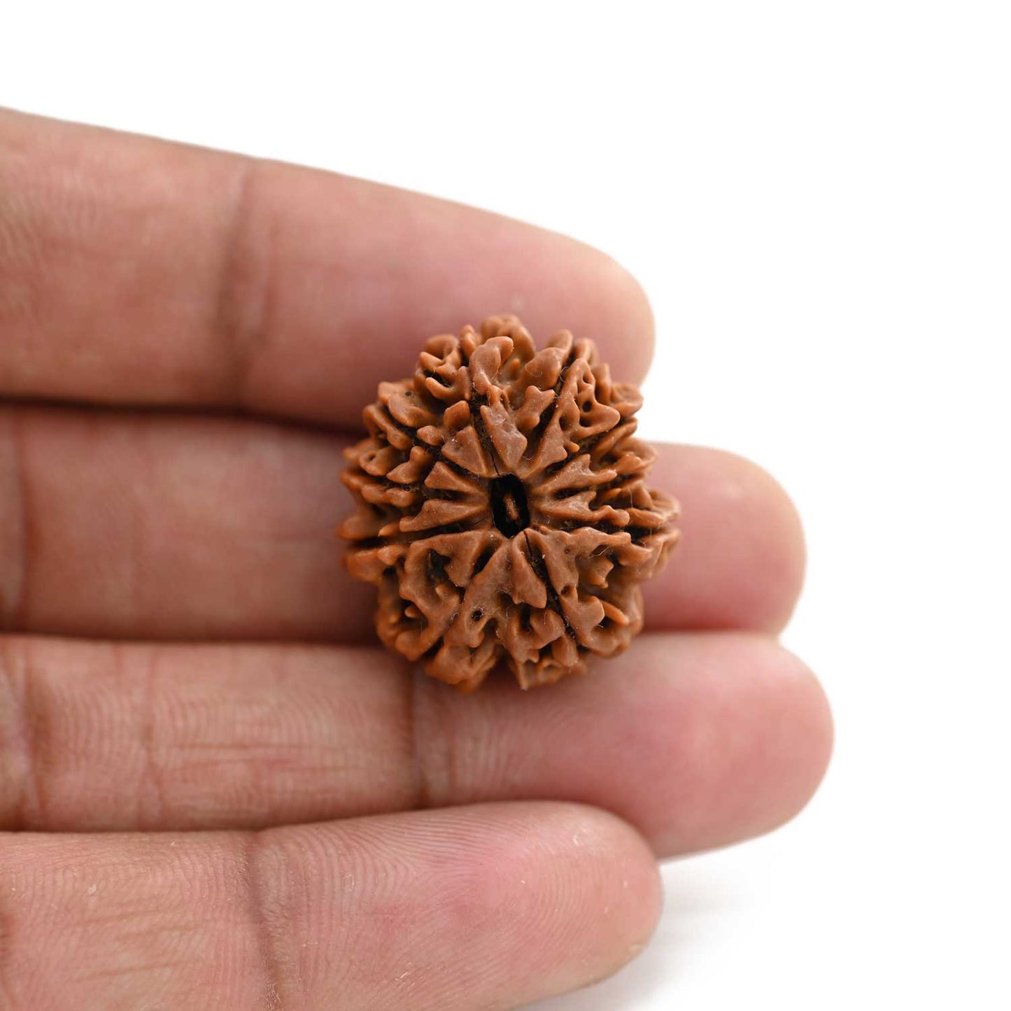 10 Mukhi Rudraksha (Nepal) 24.45 M.M.