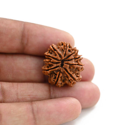 10 Mukhi Rudraksha (Nepal) 24.45 M.M.