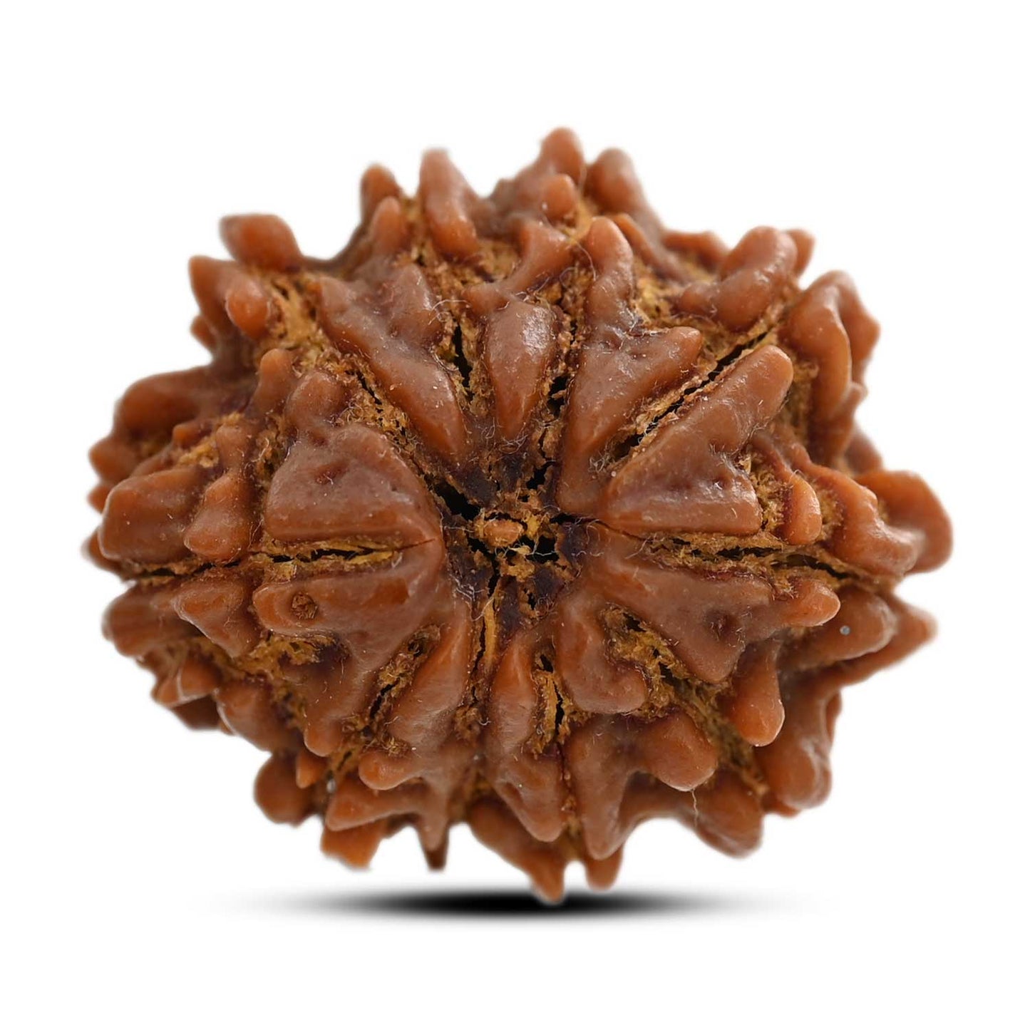 10 Mukhi Rudraksha (Nepal) 25.20 M.M.