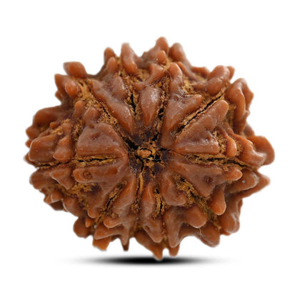 10 Mukhi Rudraksha (Nepal) 25.20 M.M.