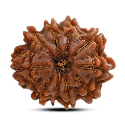 10 Mukhi Rudraksha (Nepal) 25.20 M.M.