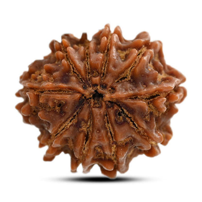 10 Mukhi Rudraksha (Nepal) 25.20 M.M.