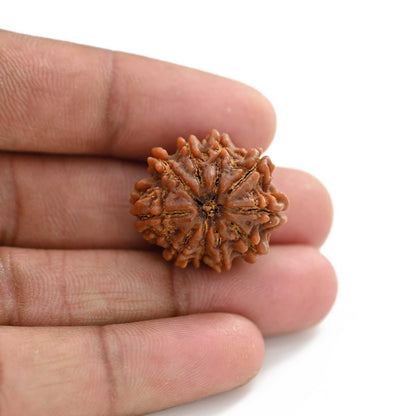 10 Mukhi Rudraksha (Nepal) 25.20 M.M.