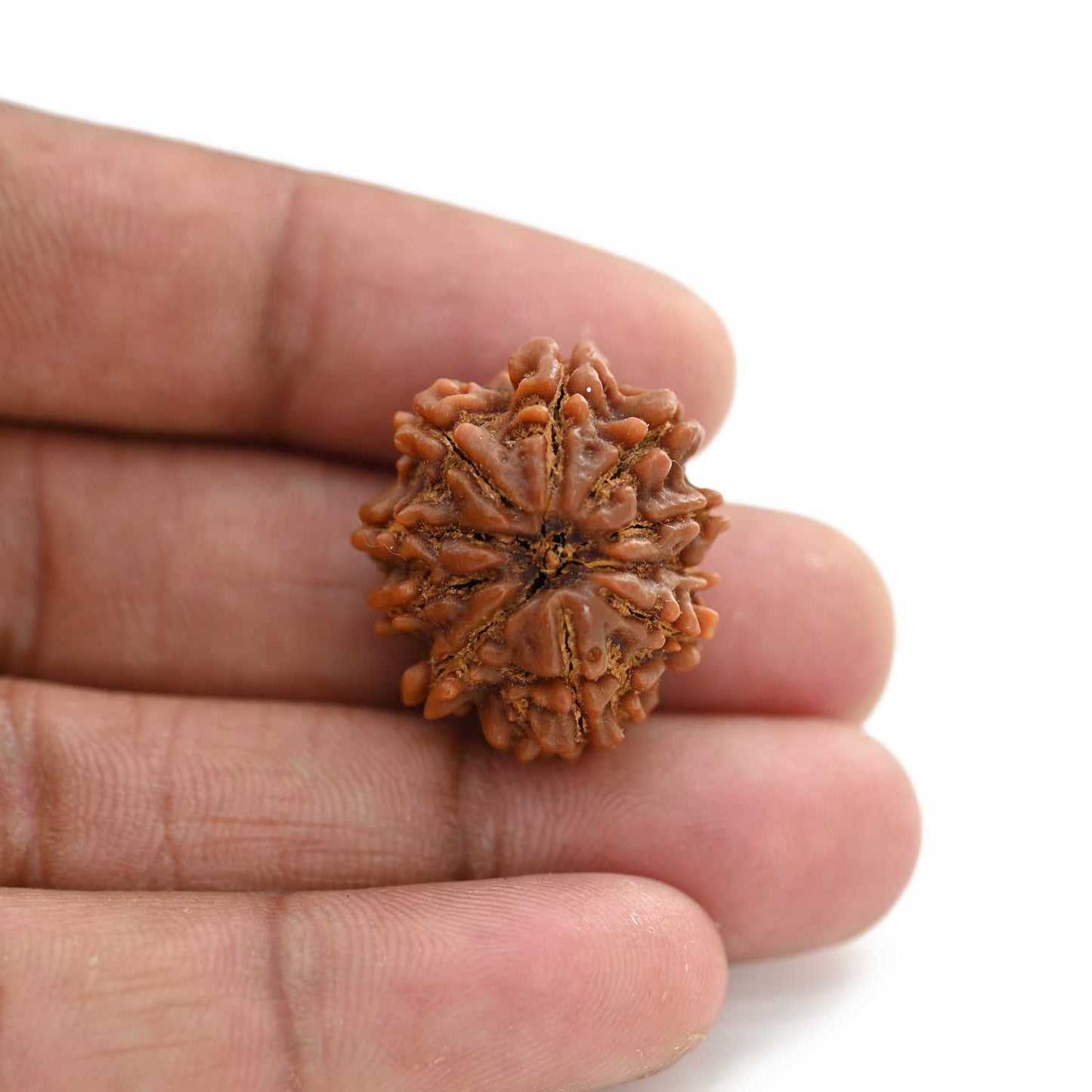 10 Mukhi Rudraksha (Nepal) 25.20 M.M.