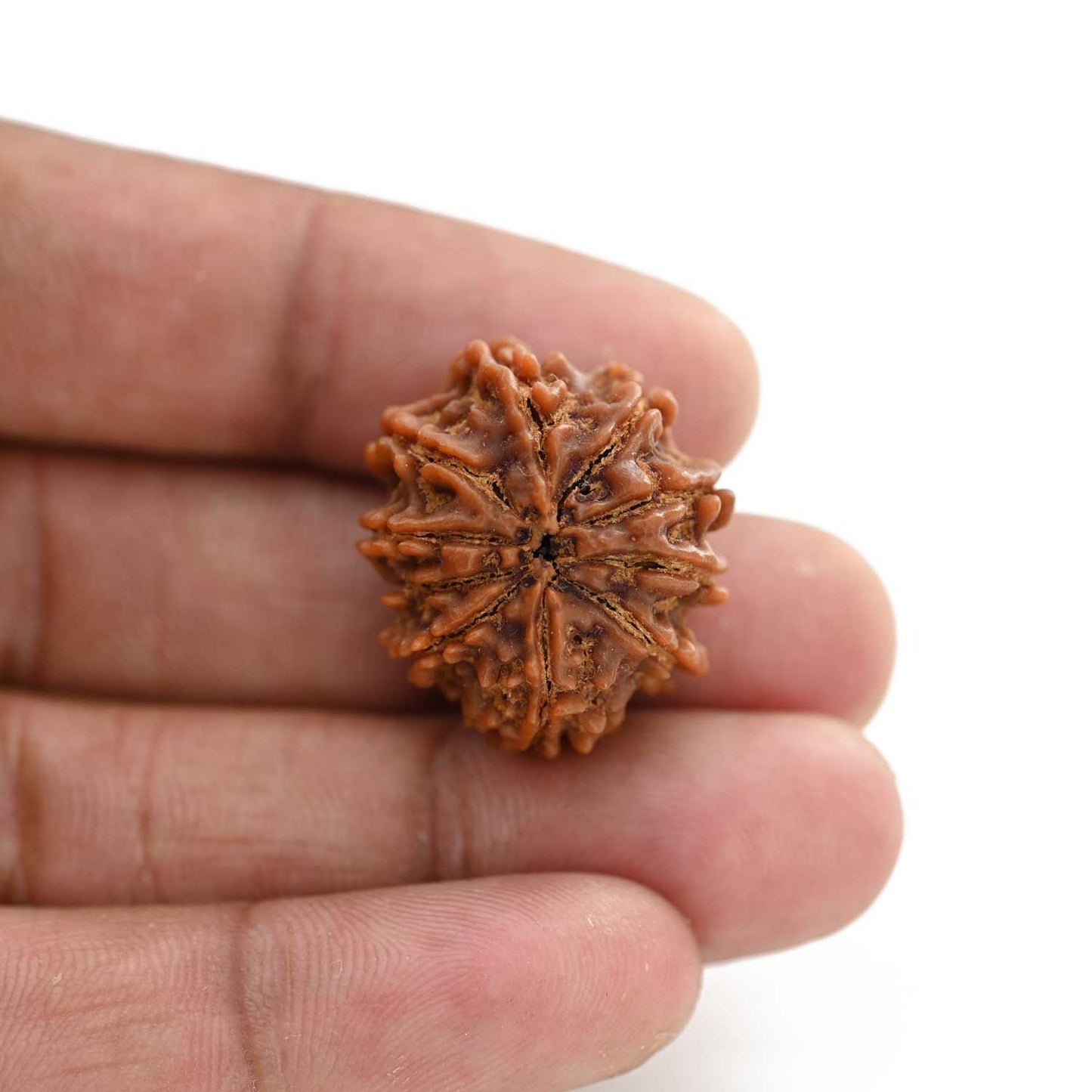 10 Mukhi Rudraksha (Nepal) 25.20 M.M.