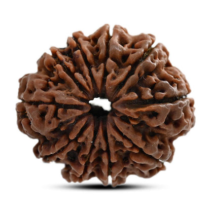 10 Mukhi Rudraksha (Nepal) 30.16 M.M.