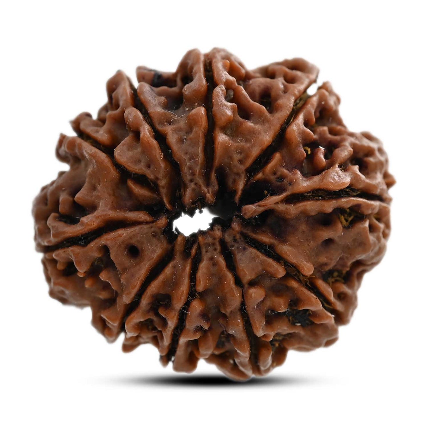 10 Mukhi Rudraksha (Nepal) 30.16 M.M.