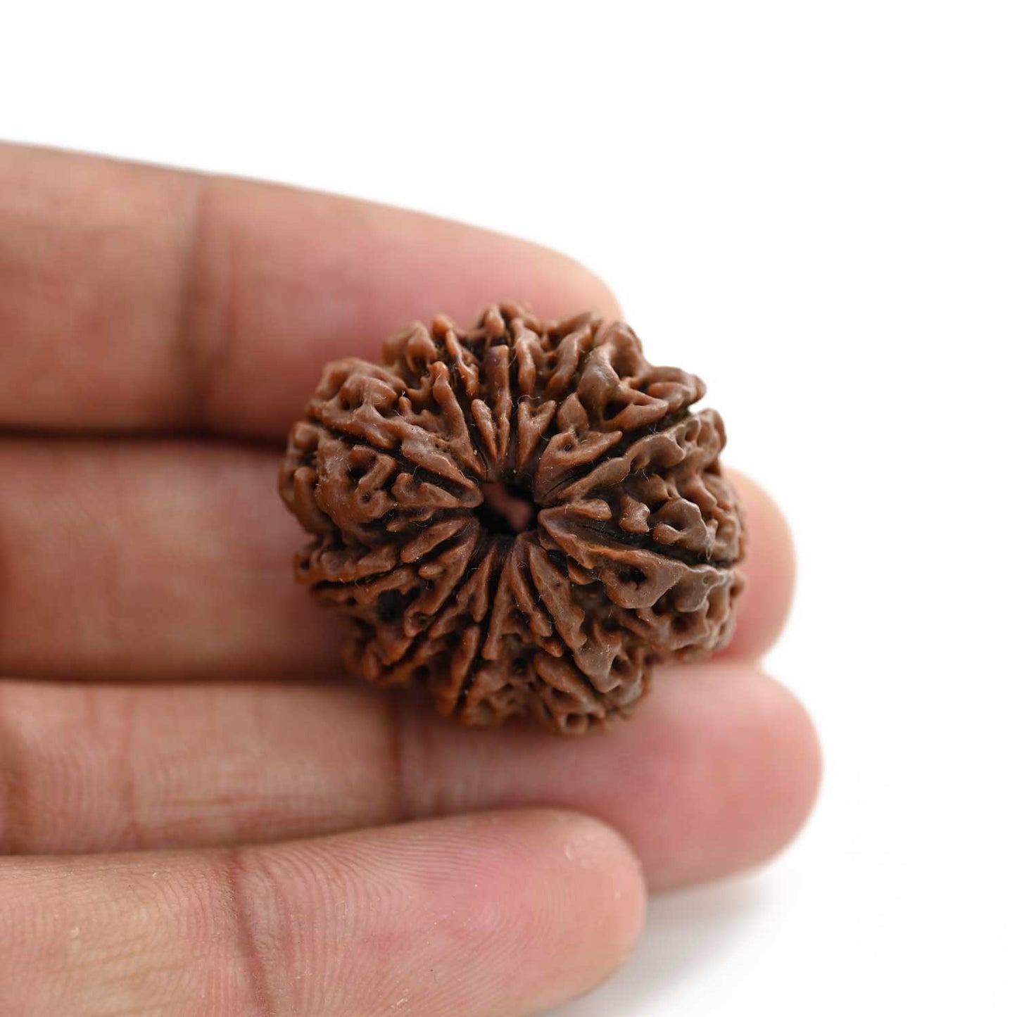 10 Mukhi Rudraksha (Nepal) 30.16 M.M.
