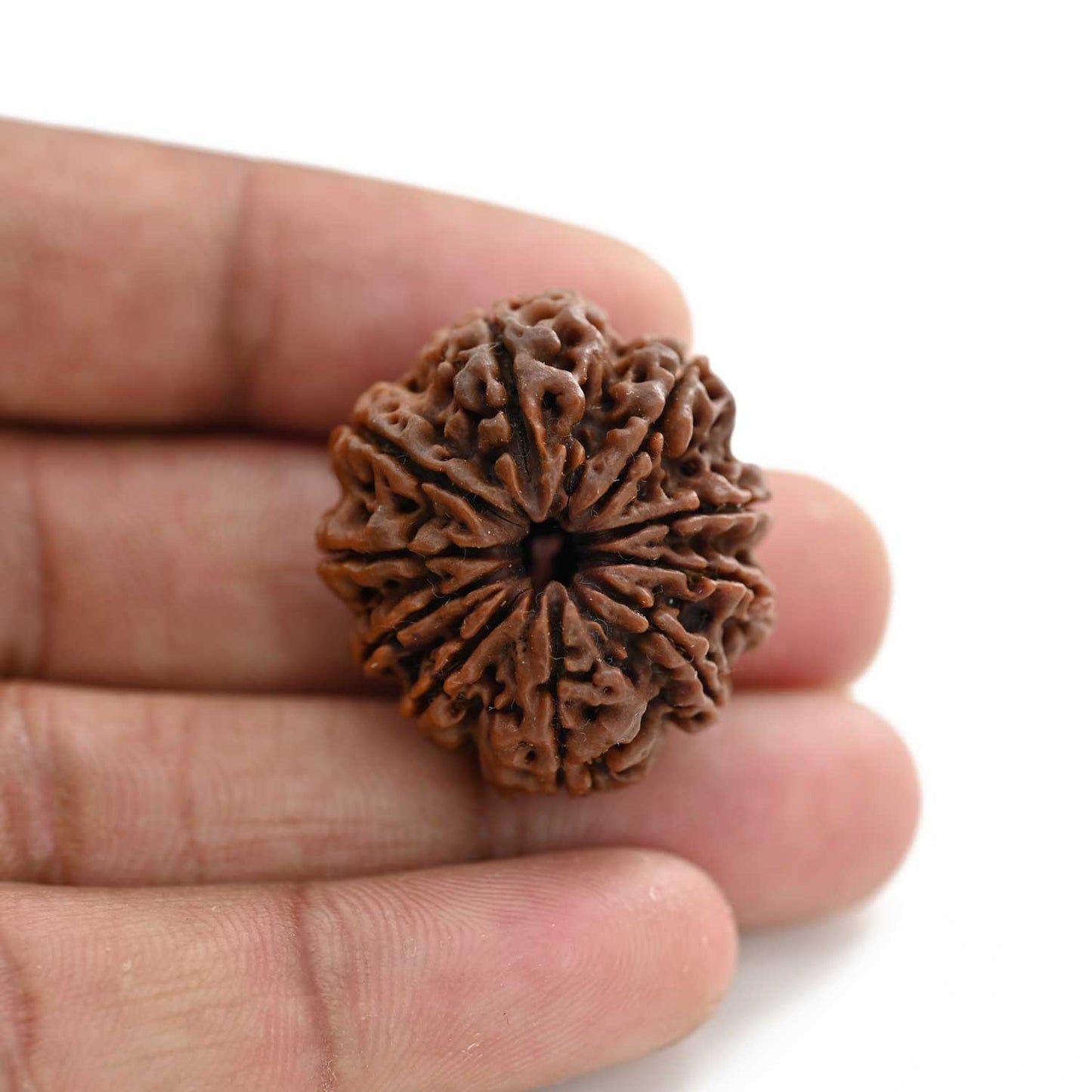 10 Mukhi Rudraksha (Nepal) 30.16 M.M.