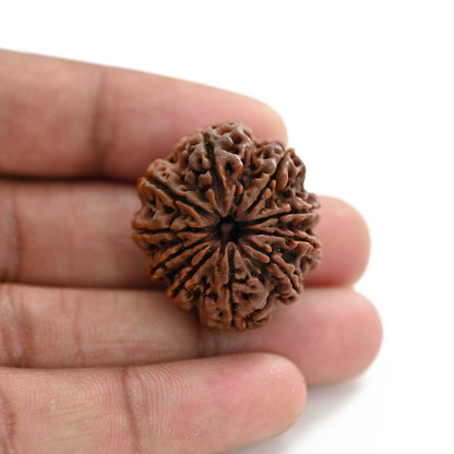 10 Mukhi Rudraksha (Nepal) 30.16 M.M.
