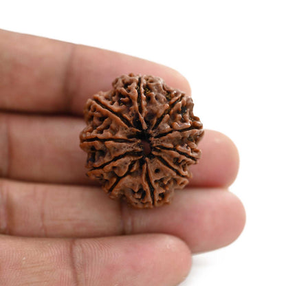 10 Mukhi Rudraksha (Nepal) 30.16 M.M.