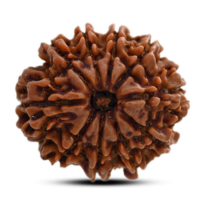 10 Mukhi Rudraksha (Nepal) 27.20 M.M.