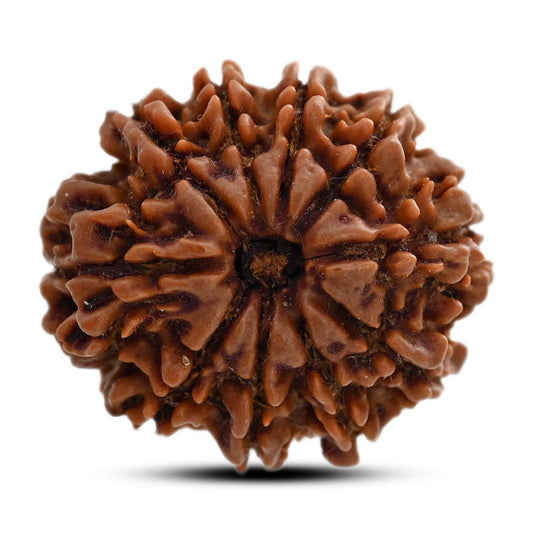 10 Mukhi Rudraksha (Nepal) 27.20 M.M.