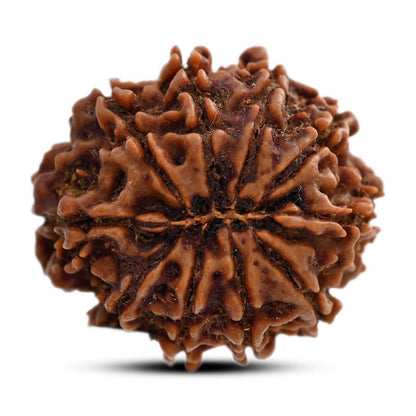 10 Mukhi Rudraksha (Nepal) 27.20 M.M.