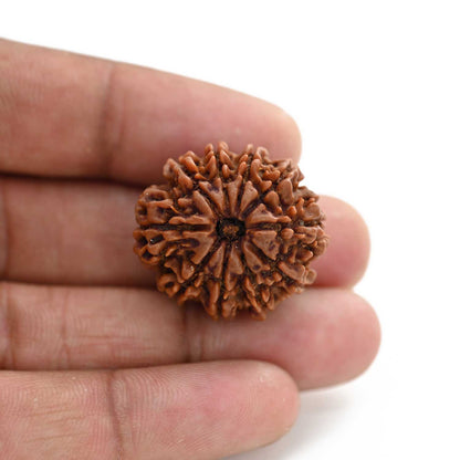 10 Mukhi Rudraksha (Nepal) 27.20 M.M.