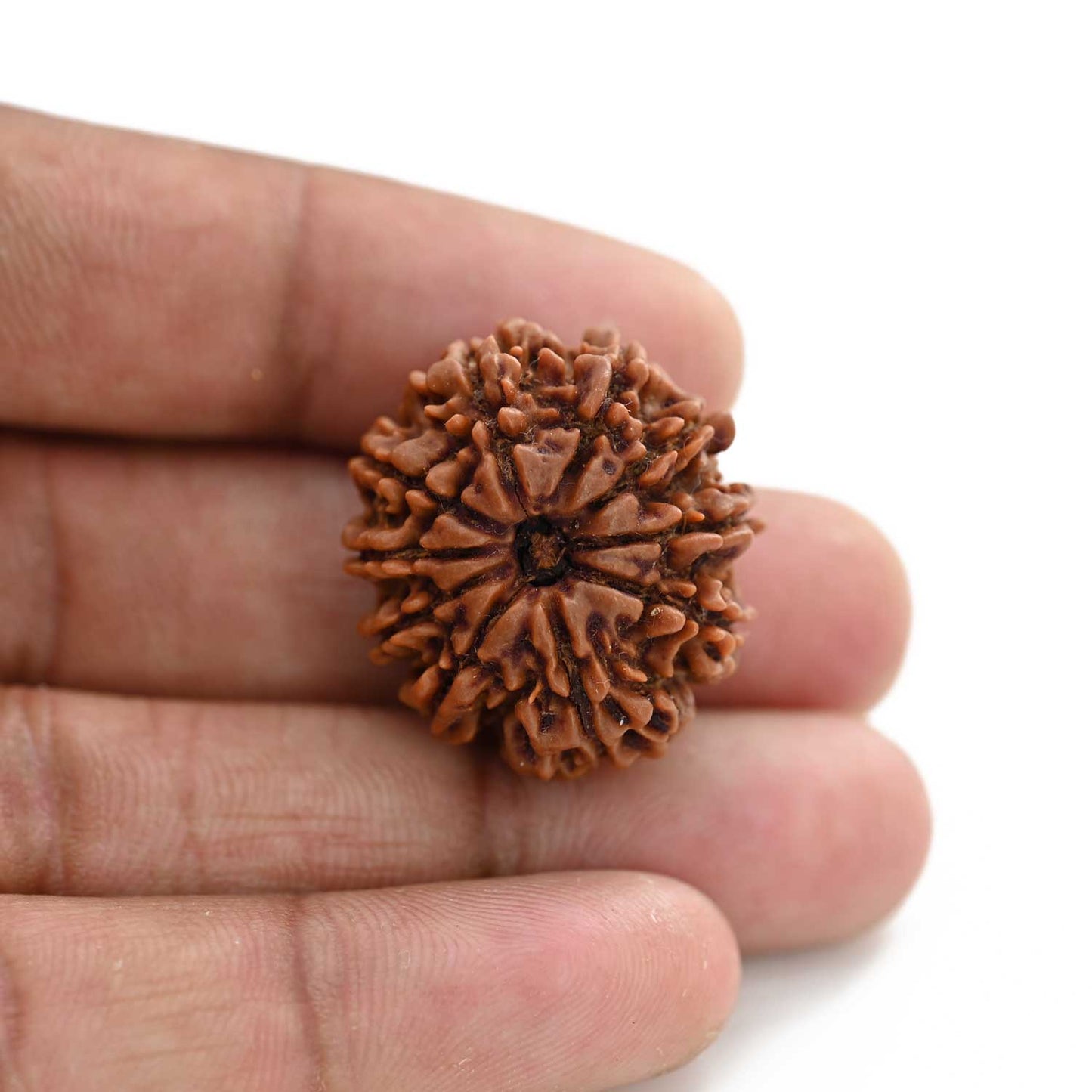10 Mukhi Rudraksha (Nepal) 27.20 M.M.