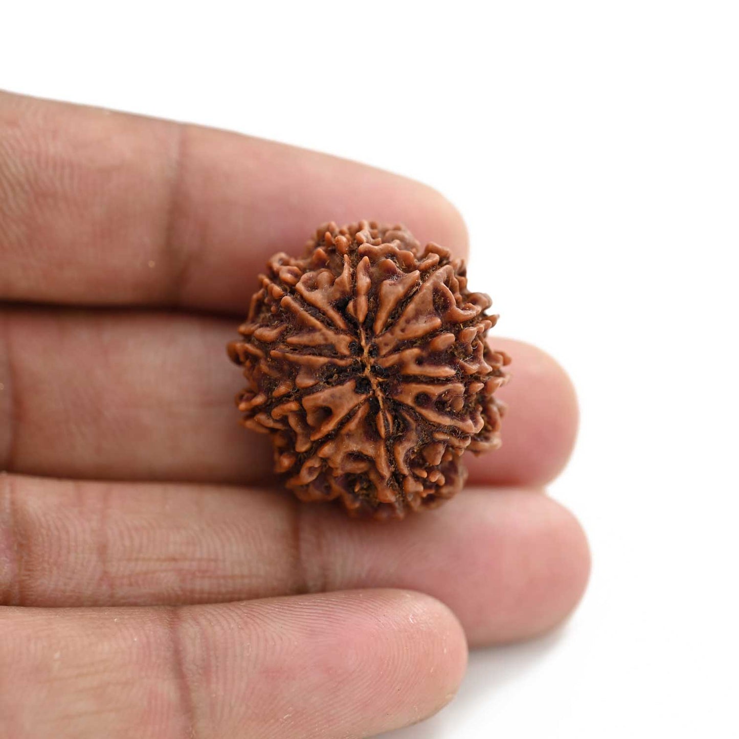 10 Mukhi Rudraksha (Nepal) 27.20 M.M.