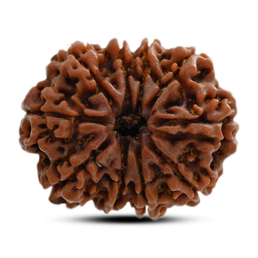 10 Mukhi Rudraksha (Nepal) 29.17 M.M.