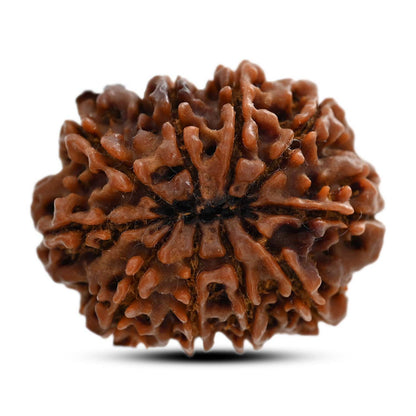 10 Mukhi Rudraksha (Nepal) 29.17 M.M.