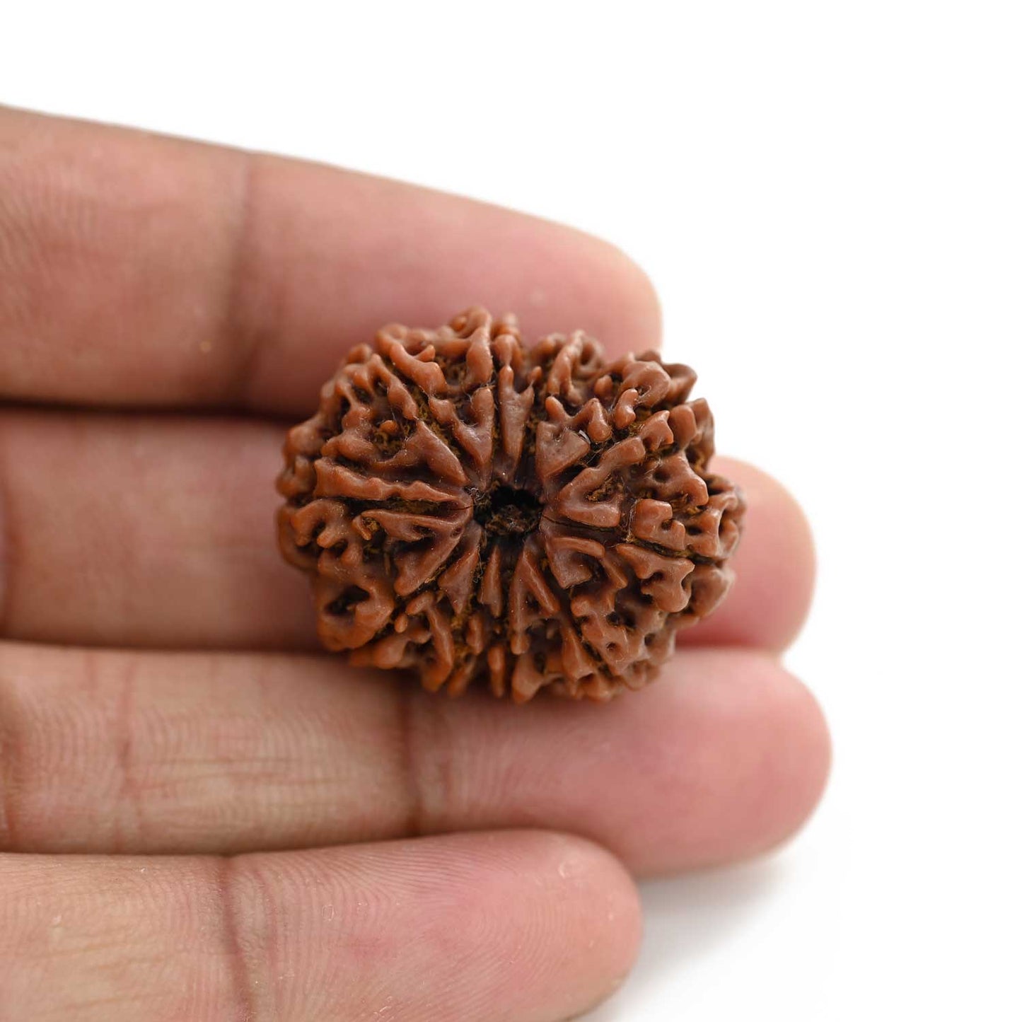 10 Mukhi Rudraksha (Nepal) 29.17 M.M.