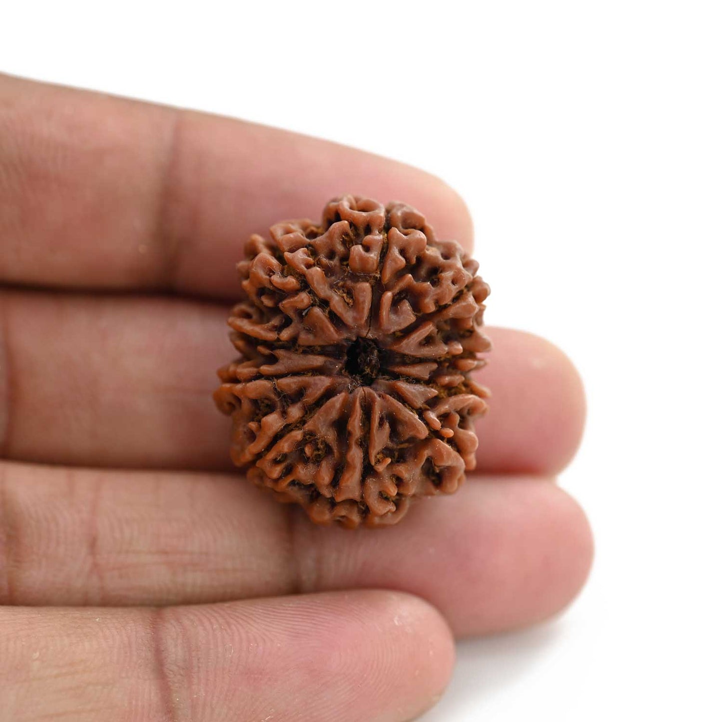 10 Mukhi Rudraksha (Nepal) 29.17 M.M.