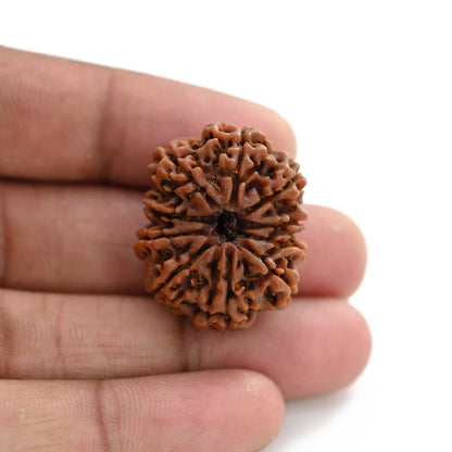 10 Mukhi Rudraksha (Nepal) 29.17 M.M.