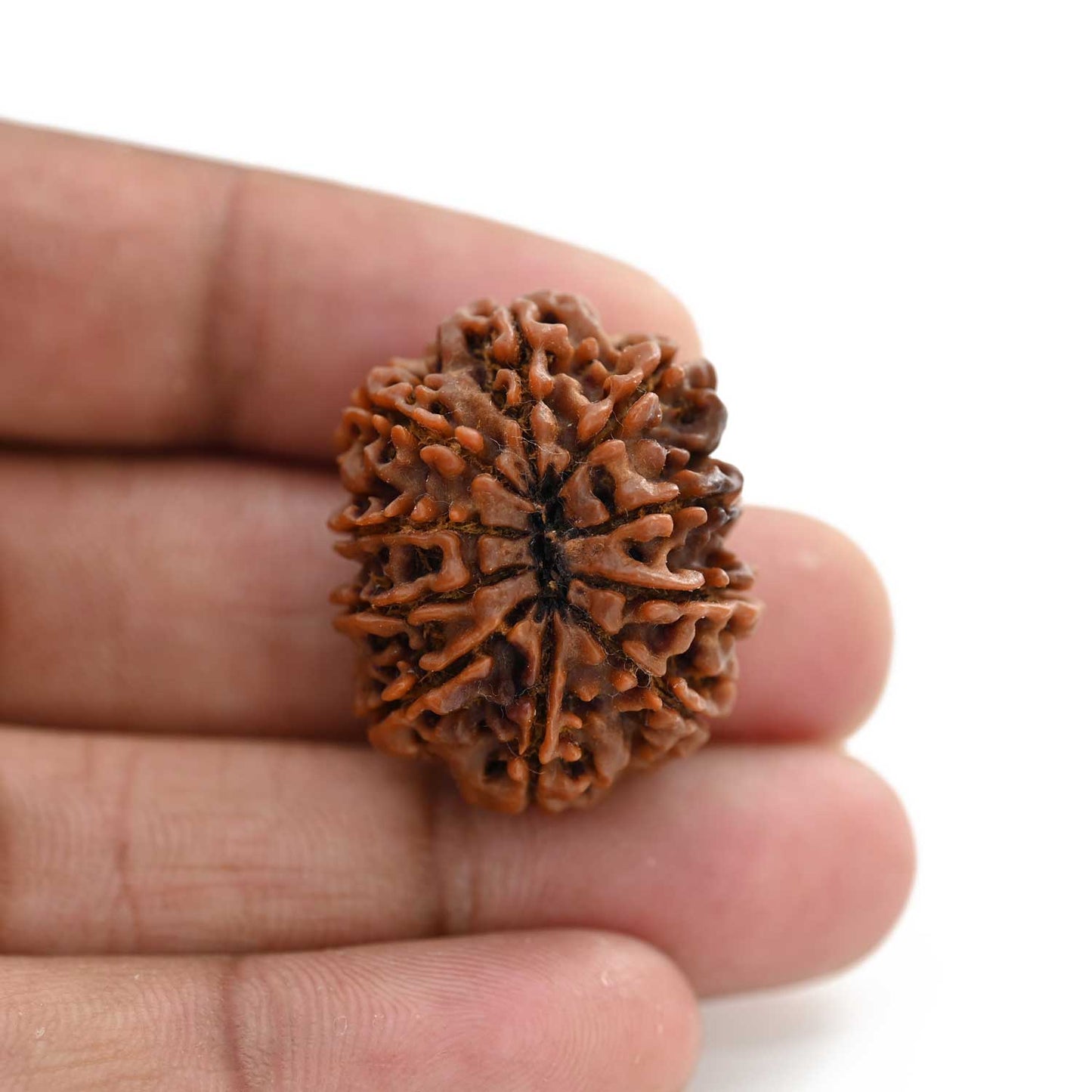10 Mukhi Rudraksha (Nepal) 29.17 M.M.