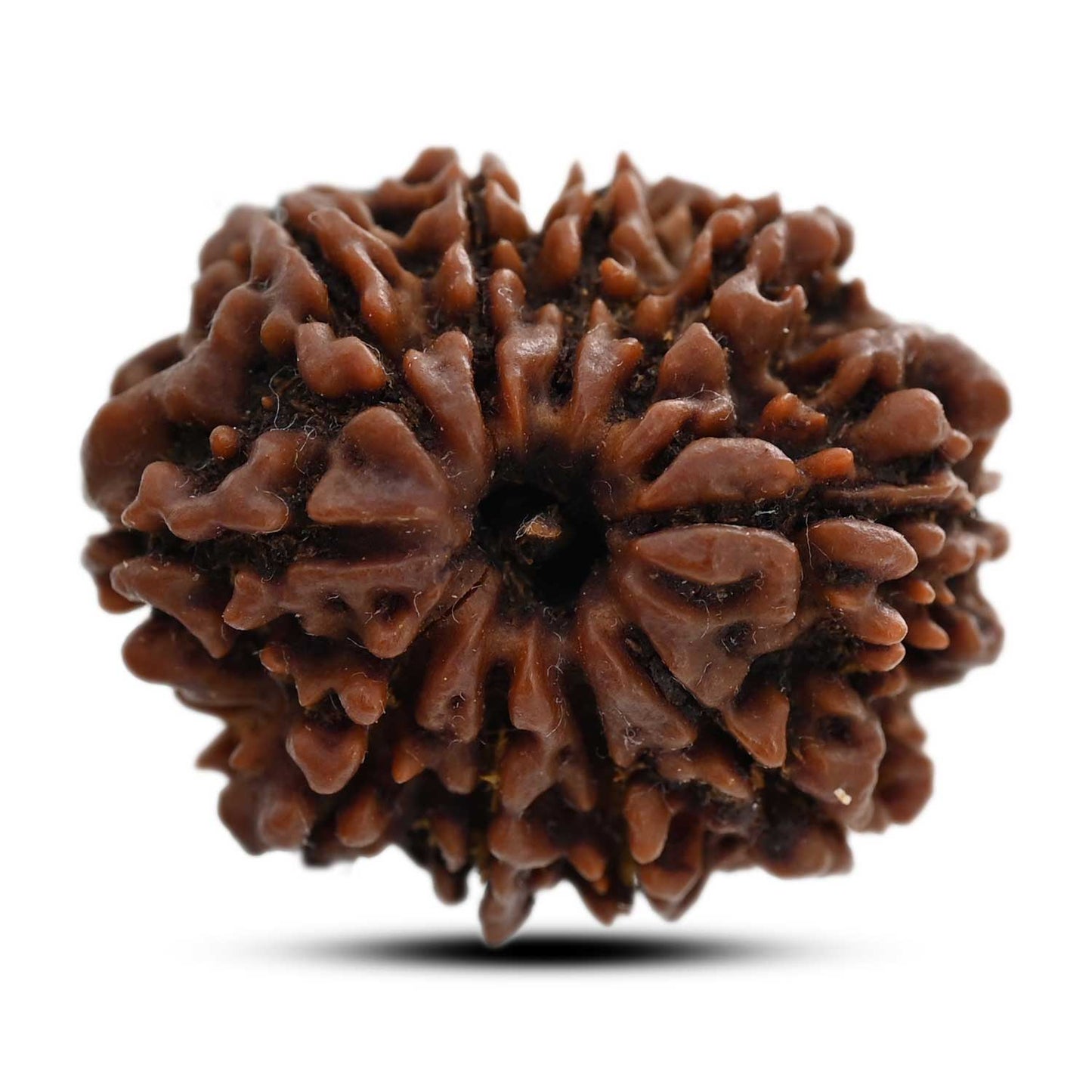 10 Mukhi Rudraksha (Nepal) 26.31 M.M.