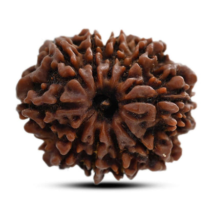 10 Mukhi Rudraksha (Nepal) 26.31 M.M.