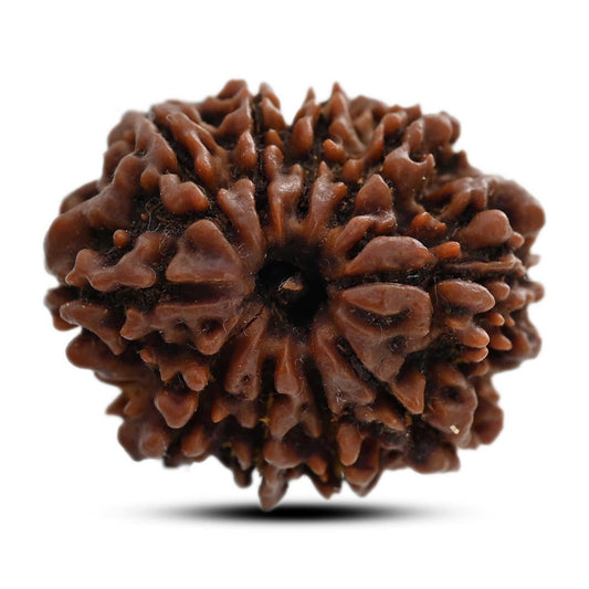 10 Mukhi Rudraksha (Nepal) 26.31 M.M.