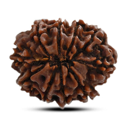 10 Mukhi Rudraksha (Nepal) 26.31 M.M.