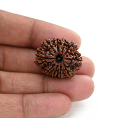 10 Mukhi Rudraksha (Nepal) 26.31 M.M.