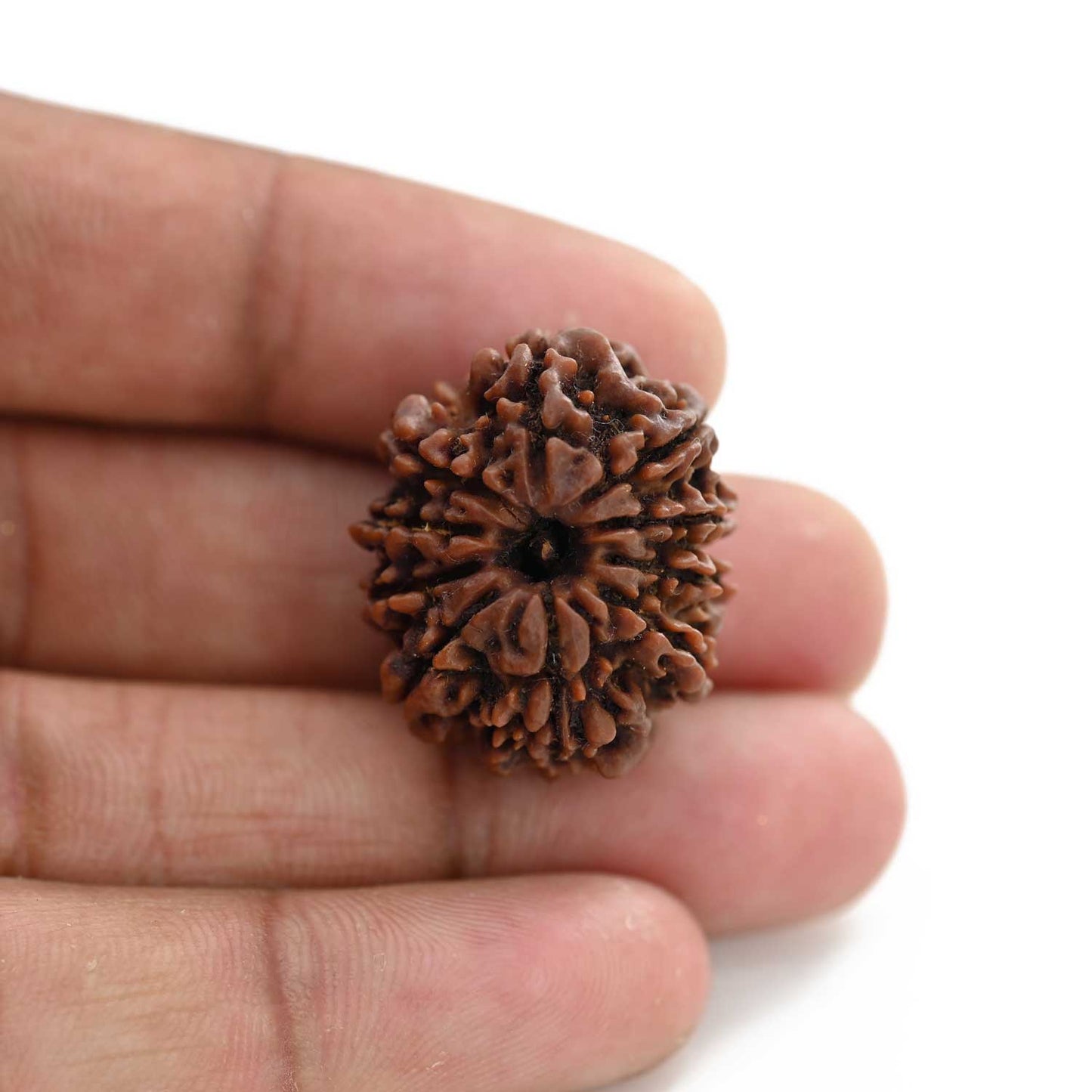10 Mukhi Rudraksha (Nepal) 26.31 M.M.